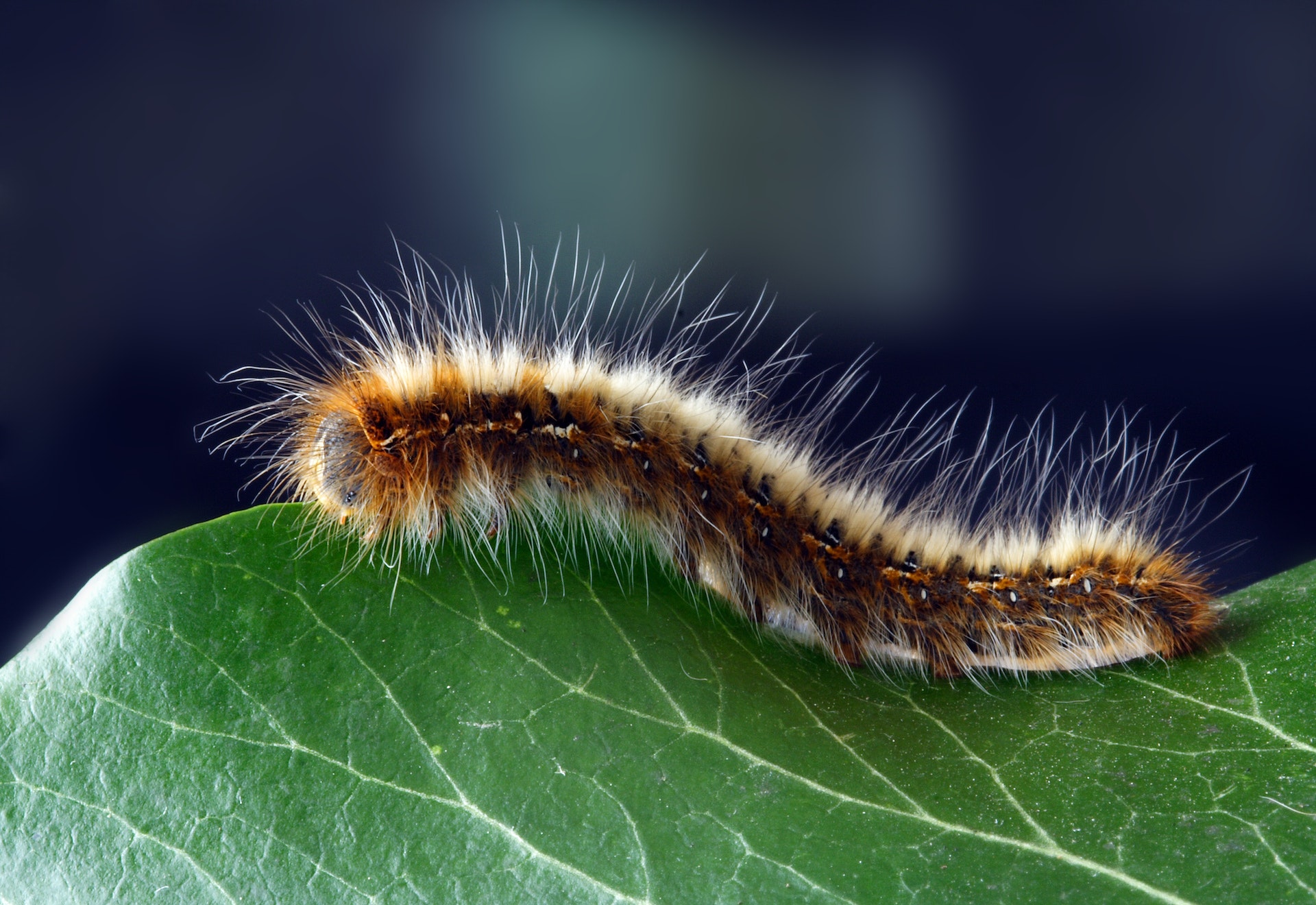 Les Chenilles Urticantes Défoliatrices