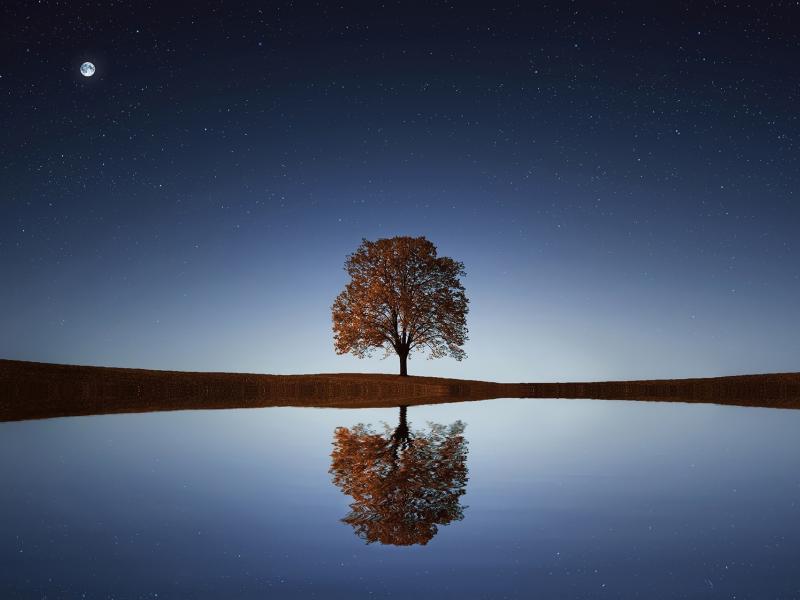 1 Arbre, 1 Mayennais