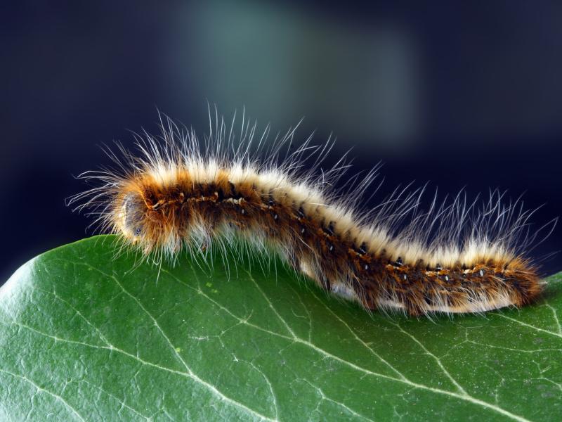 Les Chenilles Urticantes Défoliatrices